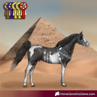 Horse Color:Liver Chestnut Sabino Splash Tobiano Appaloosa