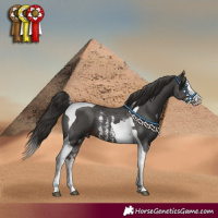 Horse Color:Liver Chestnut Sabino Splash Tobiano Appaloosa 