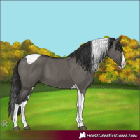 Horse Color:Grullo Splash Tobiano