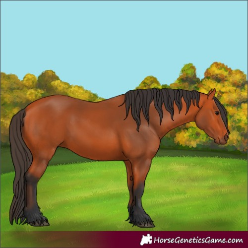 Horse Color:Bay 