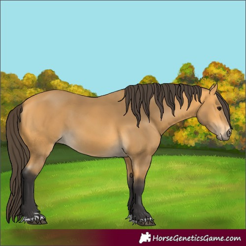 Horse Color:Buckskin 