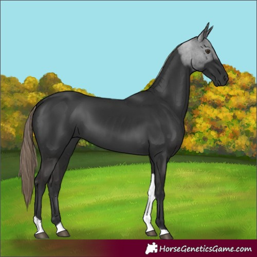 Horse Color:Liver Chestnut Tobiano 