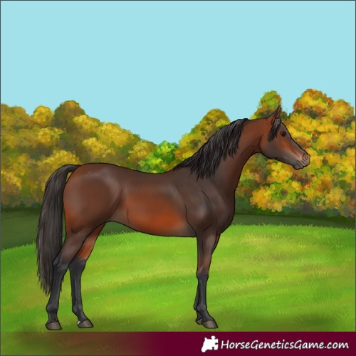 Horse Color:Bay 