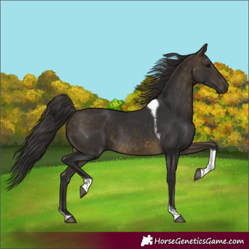 Horse Color:Buckskin Tobiano 