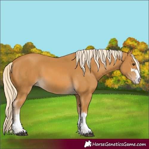 Horse Color:Palomino