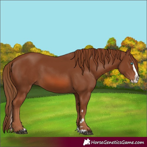 Horse Color:Chestnut Splash 