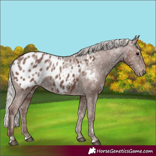 Horse Color:Silver Black Ice Blanket 