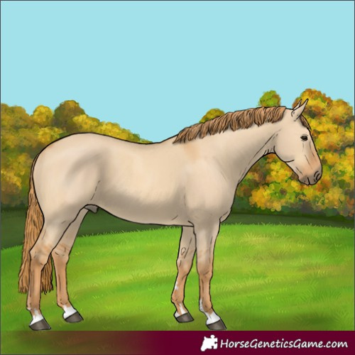 Horse Color:Red Dun