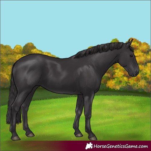 Horse Color:Unknown 