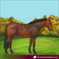 Horse Color:Bay 