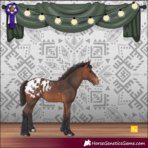 Horse Color:Bay Appaloosa 
