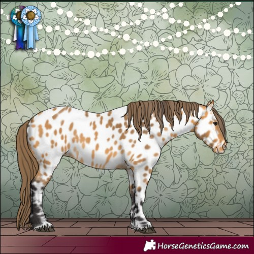 Horse Color:Buckskin Appaloosa Rabicano 