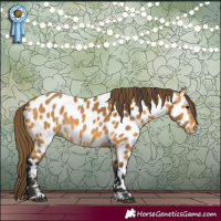 Horse Color:Buckskin Appaloosa Rabicano 