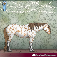 Horse Color:Buckskin Appaloosa Rabicano 