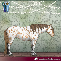Horse Color:Buckskin Appaloosa Rabicano 