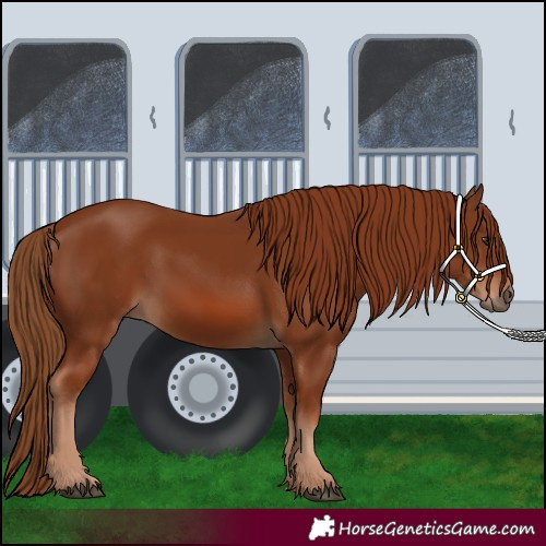 Horse Color:Unknown 