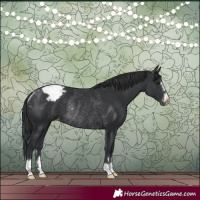 Horse Color:Black Appaloosa Rabicano 
