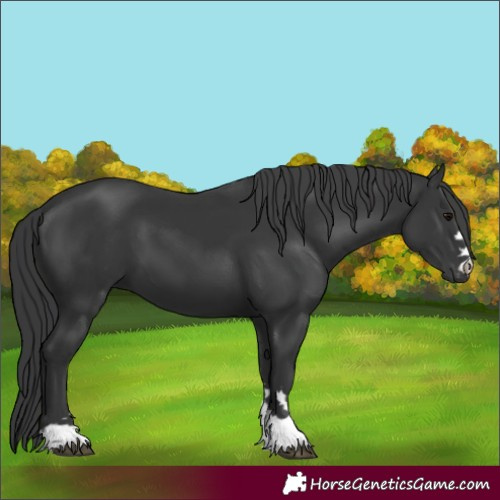 Horse Color:Black 