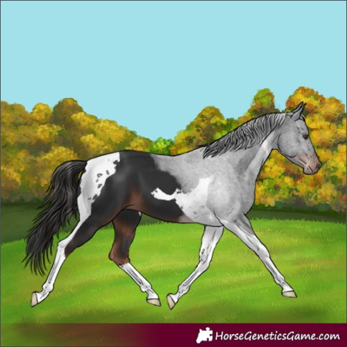 Horse Color:Liver Chestnut Tobiano