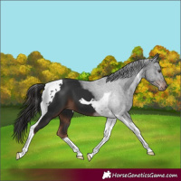 Horse Color:Liver Chestnut Tobiano 