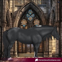 Horse Color:Black Tobiano 