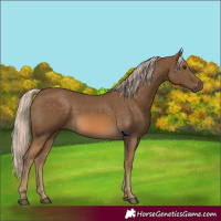 Horse Color:Chocolate Palomino 