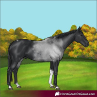 Horse Color:Black Tobiano 