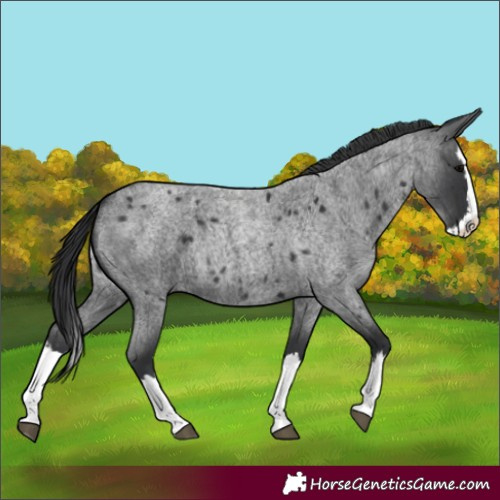 Horse Color:Blue Roan Splash 