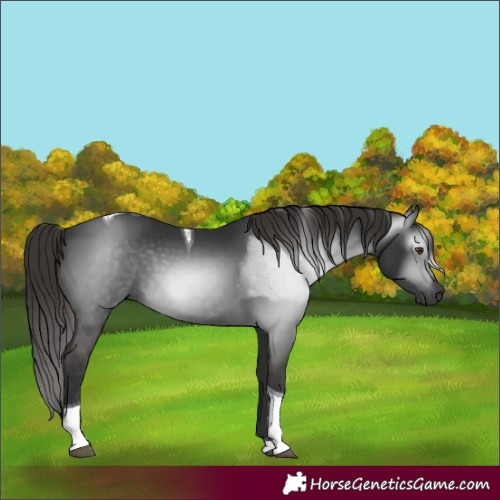 Horse Color:Gray Liver Chestnut Tobiano