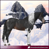 Horse Color:Brown Tobiano