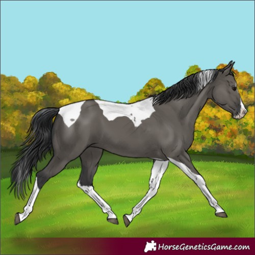 Horse Color:Grullo Splash Tobiano