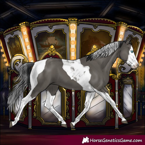 Horse Color:Grullo Splash Tobiano