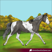Horse Color:Grullo Splash Tobiano