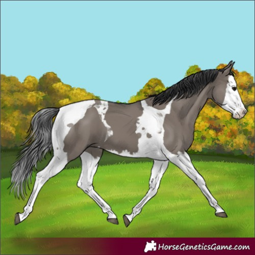 Horse Color:Grullo Splash Tobiano