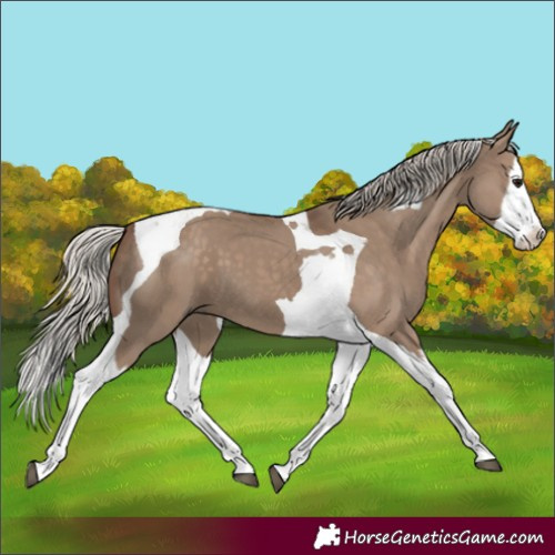 Horse Color:Silver Grullo Splash Tobiano