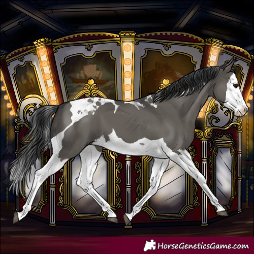 Horse Color:Grullo Splash Tobiano