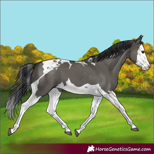 Horse Color:Grullo Splash Tobiano