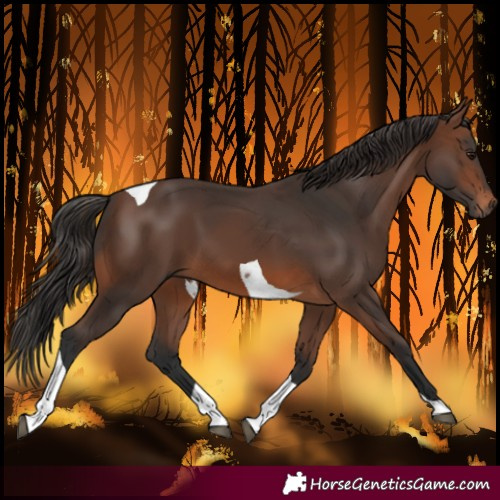 Horse Color:Brown Tobiano 