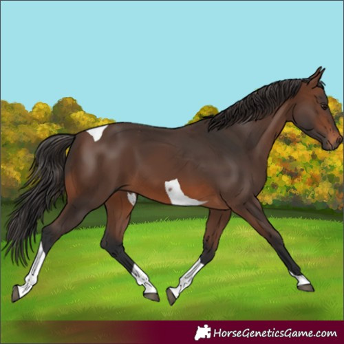 Horse Color:Brown Tobiano 