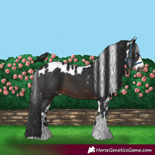 Horse Color:Brown Tobiano Skewed Appaloosa 