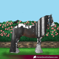 Horse Color:Brown Tobiano Skewed Appaloosa