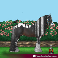 Horse Color:Brown Tobiano Skewed Appaloosa 