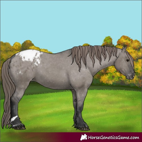Horse Color:Grullo Blanket Rabicano 