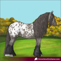 Horse Color:Grullo Skewed Appaloosa Rabicano