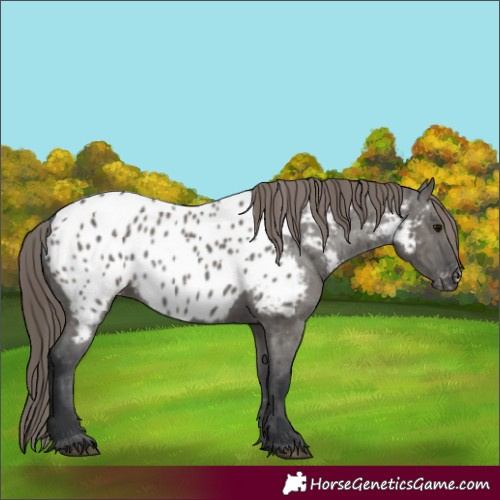 Horse Color:Grullo Near Leopard Rabicano 