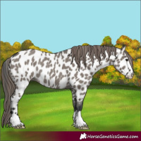Horse Color:Grullo Appaloosa Rabicano