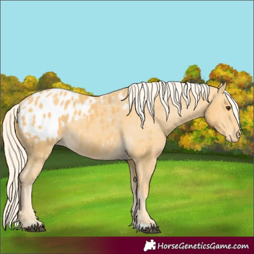 Horse Color:Palomino Blanket 