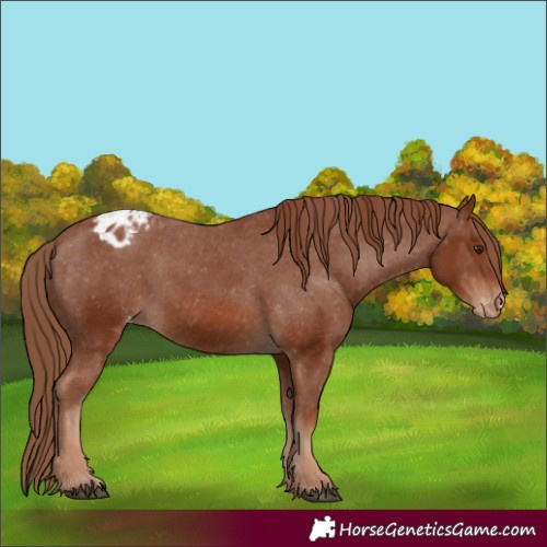 Horse Color:Chestnut Varnish 