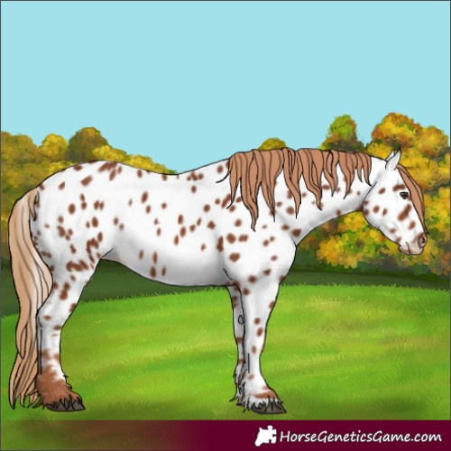 Horse Color:Chestnut Near Leopard 
