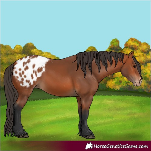 Horse Color:Bay Blanket 